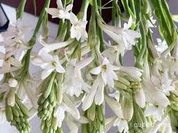 augmented_Polianthes tuberosa flower2_rotated_180.jpeg
